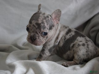 French Bulldog dogs HANNAH - Ad 17