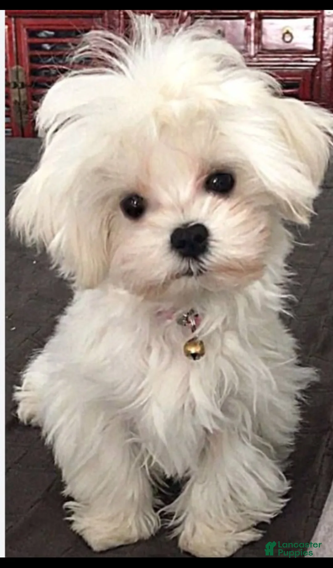Maltese dogs for sale: Ice - Ad 4