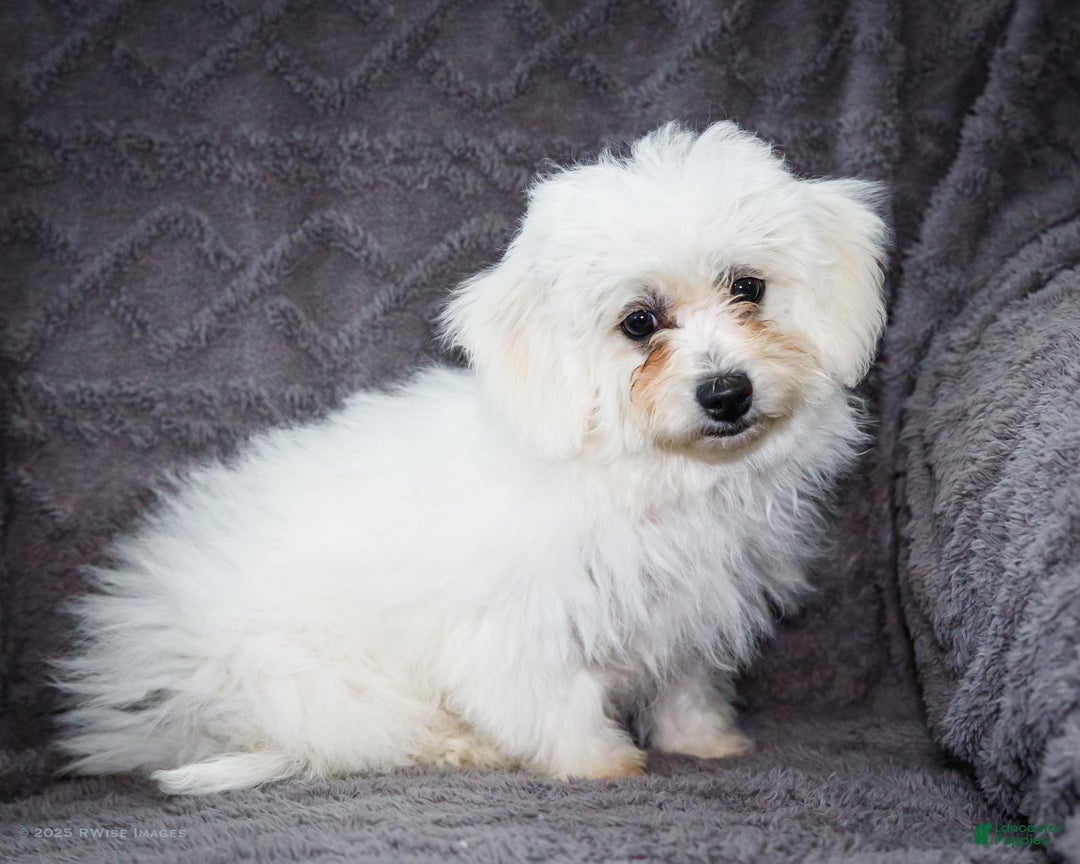 Bichon Frise dogs for sale: Jamaica - Ad 7