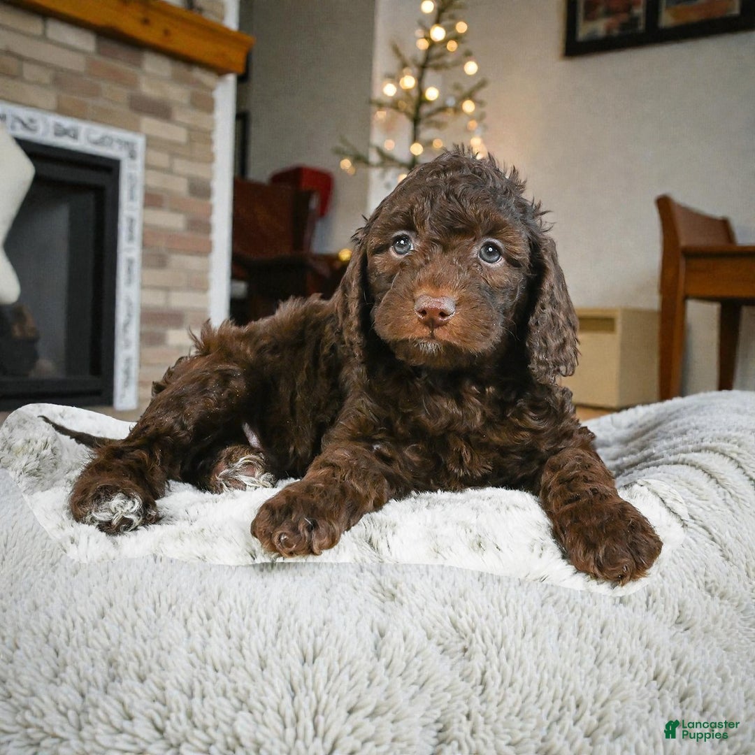 Cockapoo dogs for sale: chester - Ad 3