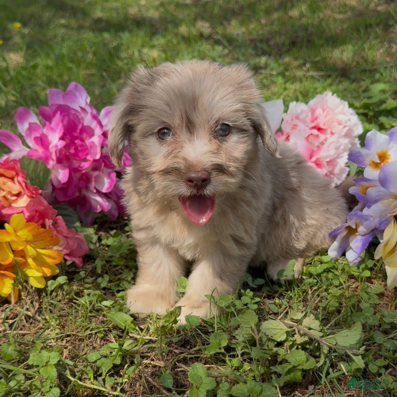 Mini Goldendoodle dogs Maple - Ad 2