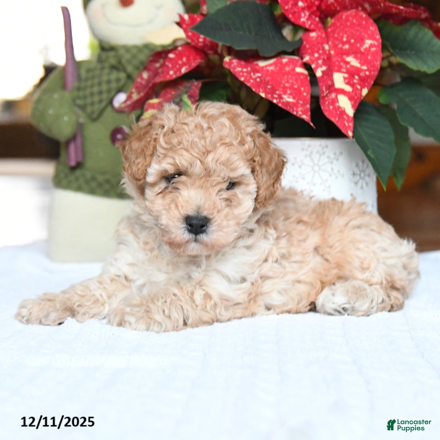 Maltipoo dogs Tyler - Ad 7