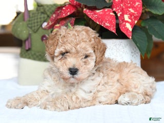 Maltipoo dogs Tyler - Ad 4
