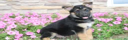 German Shepherd dogs for sale: Hank - Ad 4