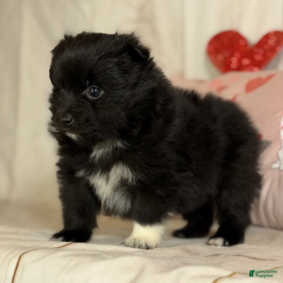 Pomeranian dogs for sale: Bella - Ad 4