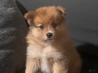 Pomeranian dogs Pomeranian Puppy 1 - Ad 4