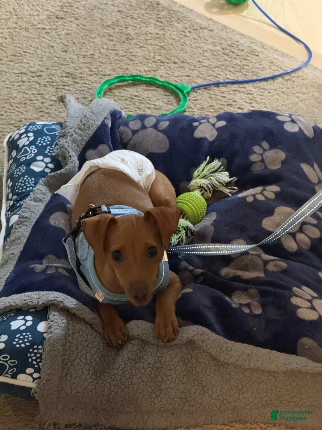Miniature Pinscher dogs for sale: Miniature Pinscher Puppy 1 - Ad 2