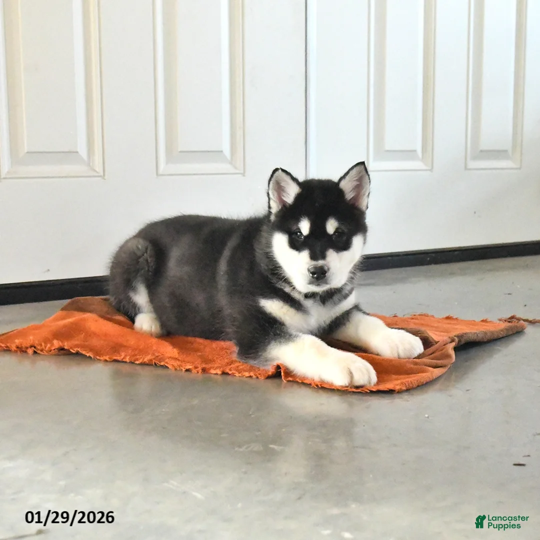 Alaskan Malamute dogs for sale: Jet - Ad 2