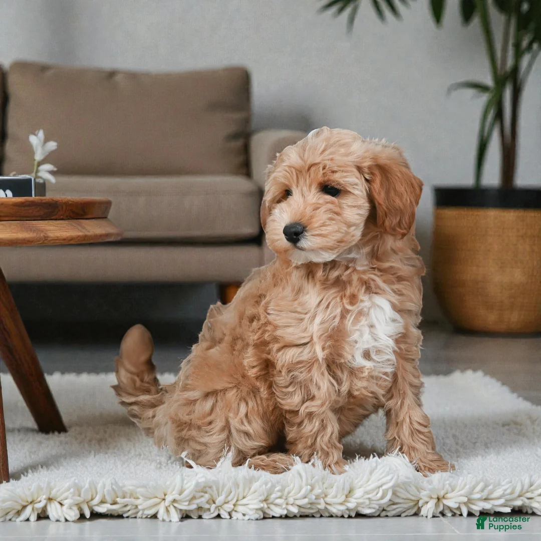 Maltipoo dogs for sale: Opal - Ad 3