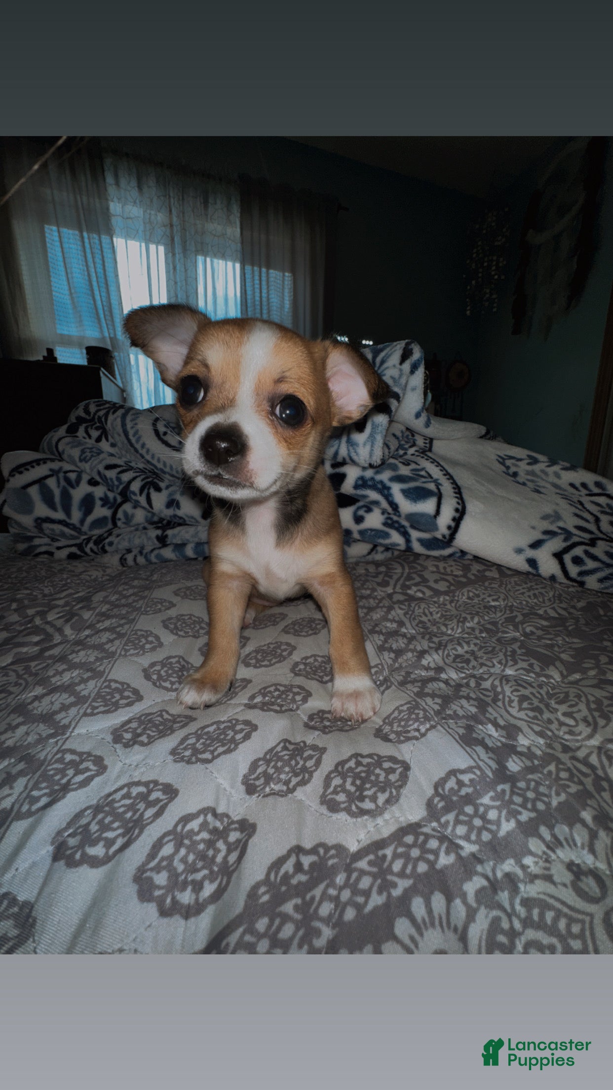 Chihuahua dogs Batova  - Ad 9