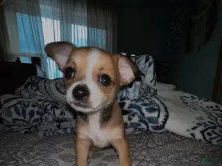 Chihuahua dogs Batova - Ad 9