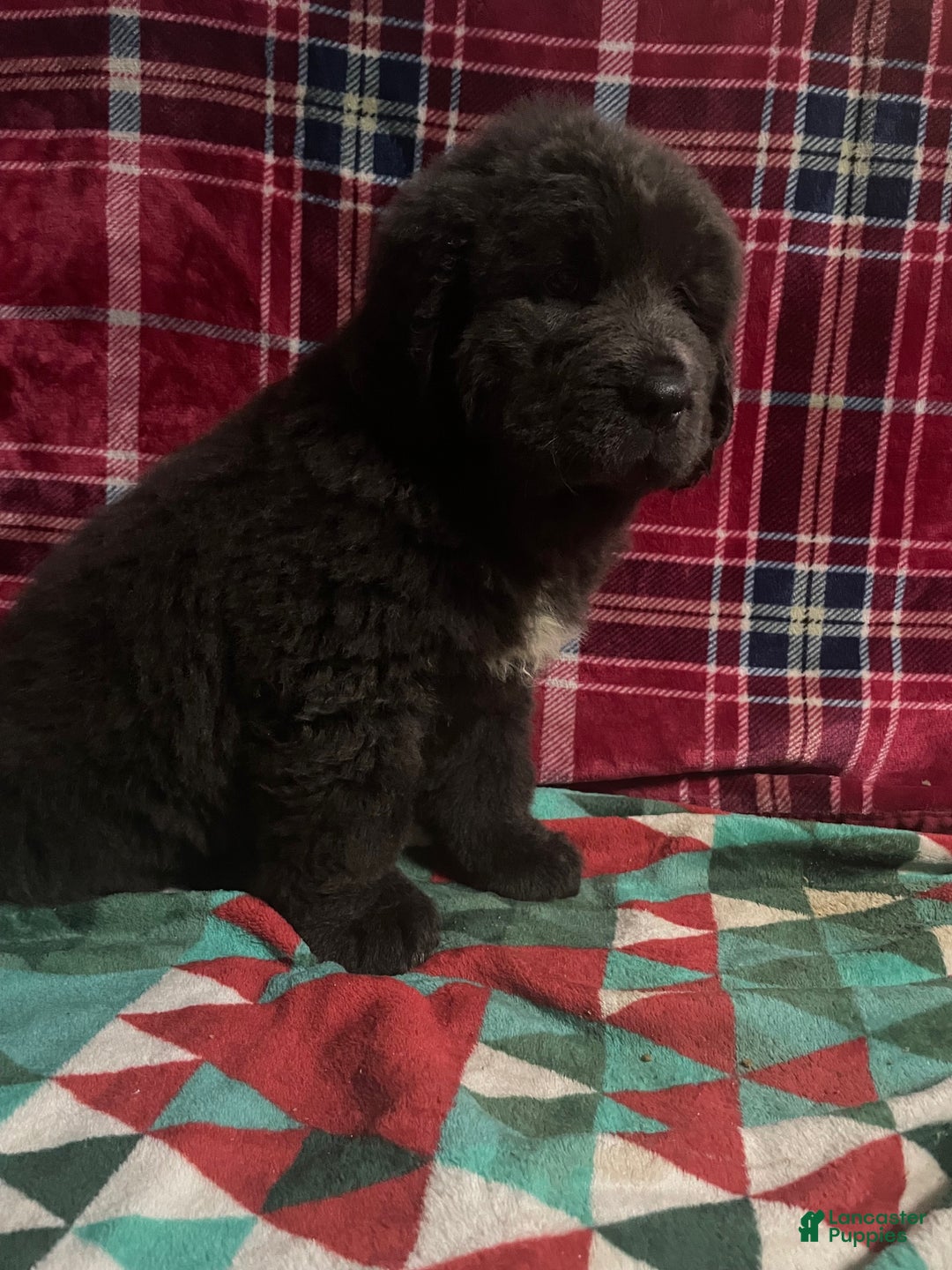 Newfoundland dogs for sale: Newfoundland Puppy 4 - Ad 8