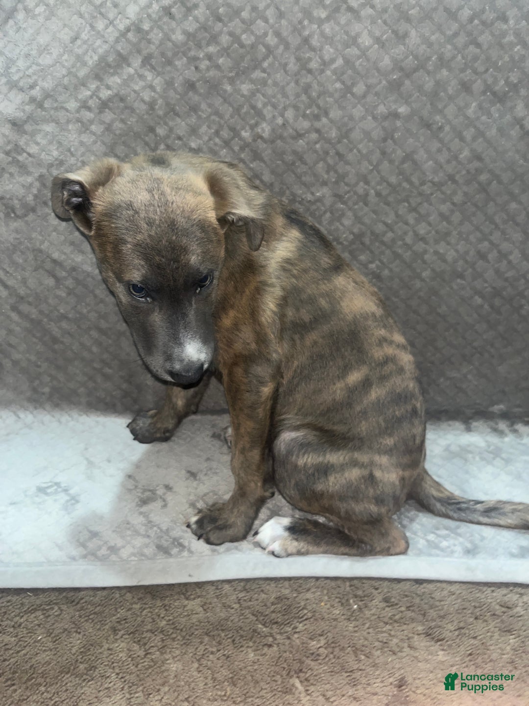 Mixed Breed dogs for sale: Zeus - Ad 3