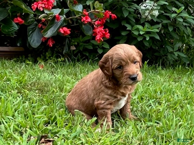 Mini Goldendoodle dogs Teddy - Ad 1