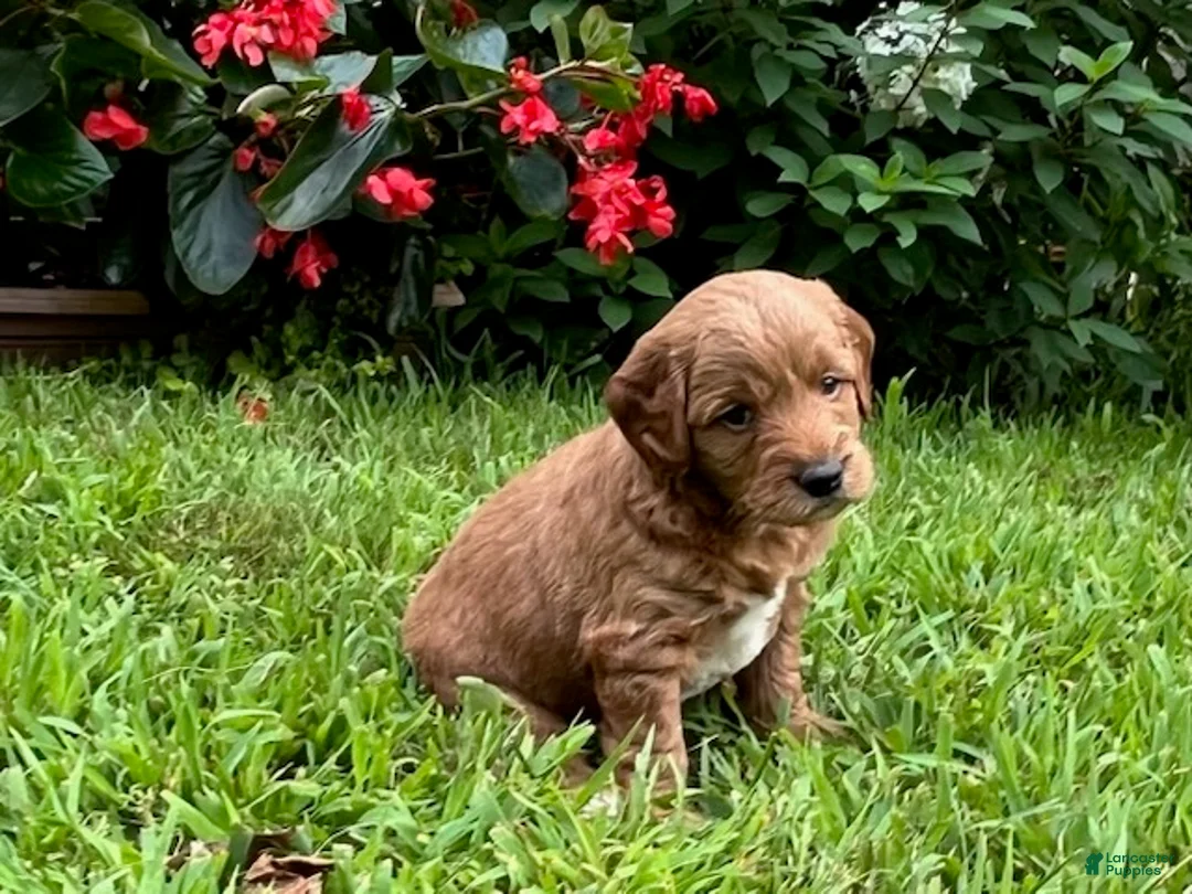 Mini Goldendoodle dogs for sale: Teddy - Ad 1