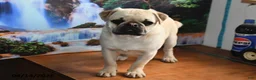 Pug dogs for sale: Billy - Ad 4