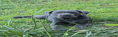 Cane Corso Puppy 5