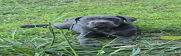 Cane Corso dogs for sale: Cane Corso Puppy 5 - Ad 1