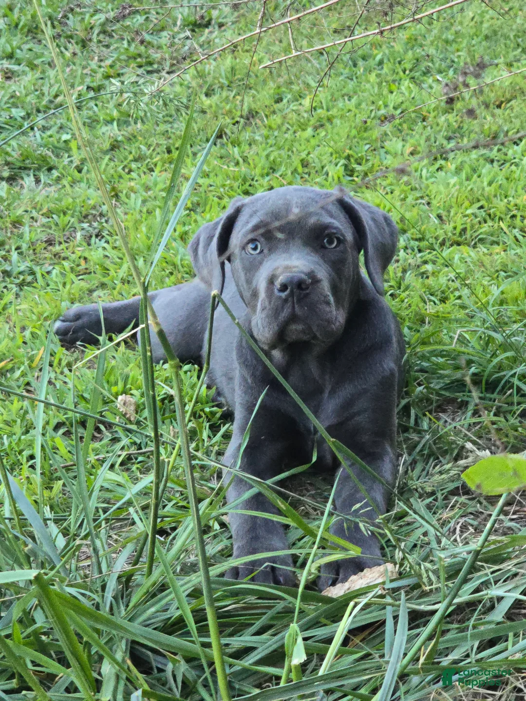 Cane Corso dogs for sale: Cane Corso Puppy 5 - Ad 1