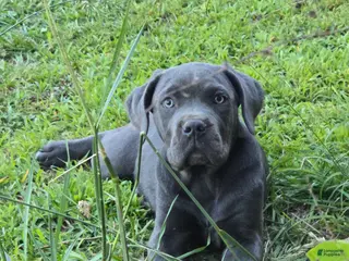 Cane Corso dogs for sale: Cane Corso Puppy 5 - Ad 4