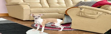 Italian Greyhound Puppy 2