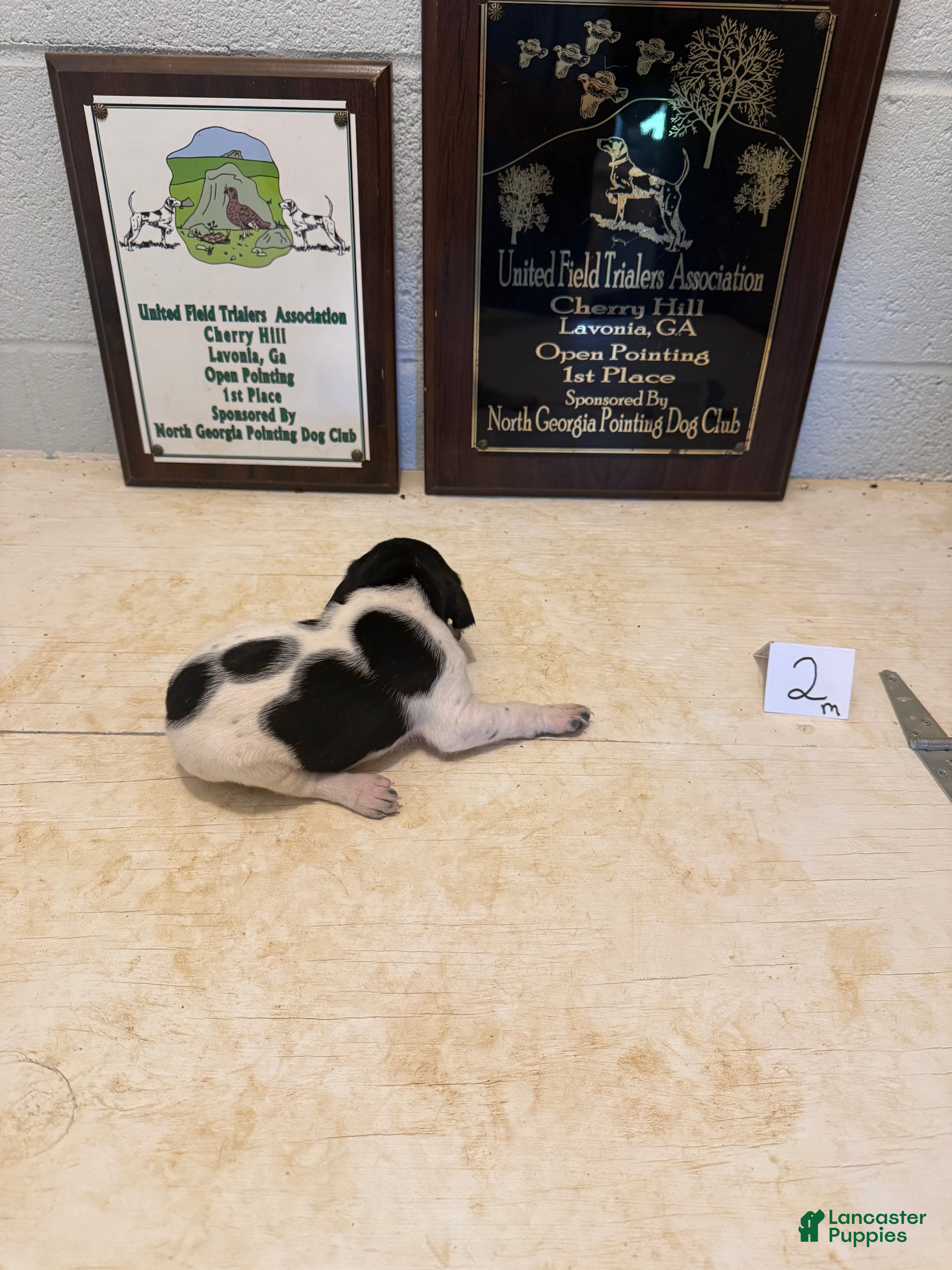 German Shorthaired Pointer dogs German Shorthaired Pointer 2 - Ad 2