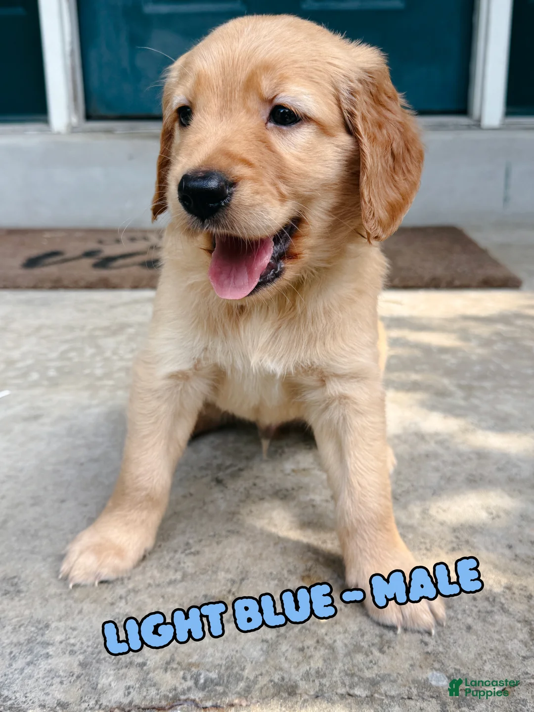 Golden Retriever dogs for sale: Light Blue Male - Ad 1