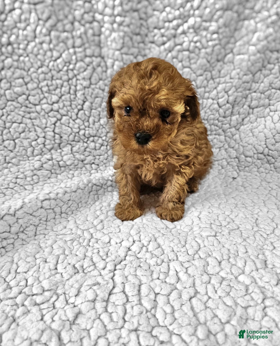 Toy Poodle dogs Teddy - Ad 1