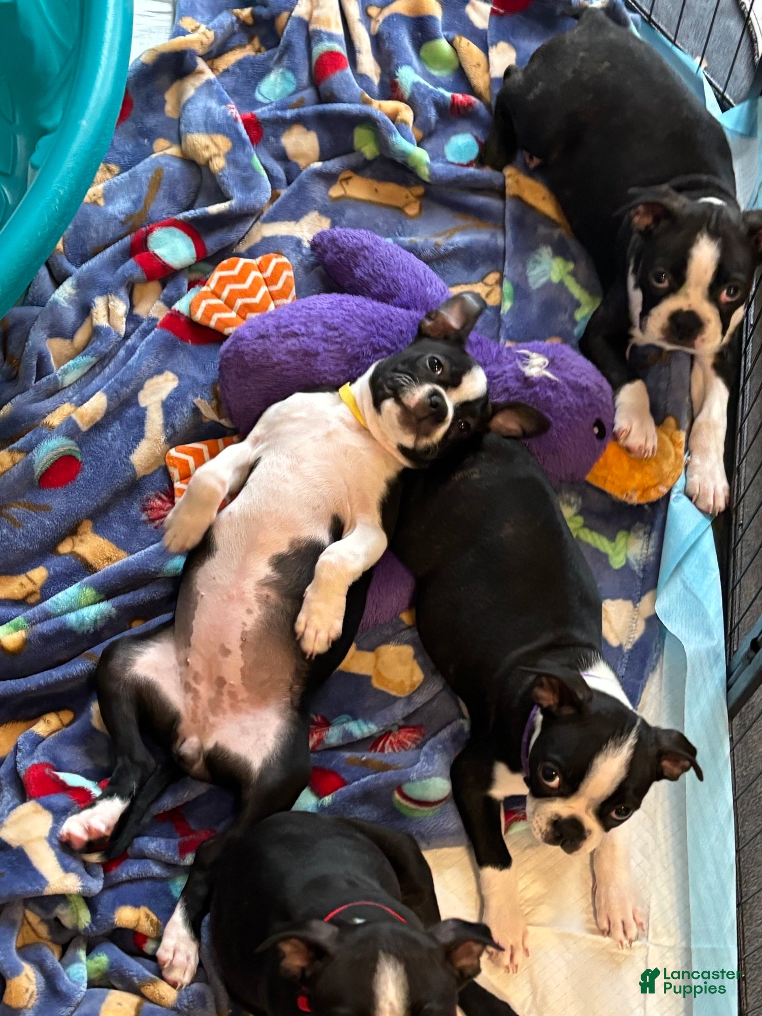 Boston Terrier dogs Gertrude - Ad 18