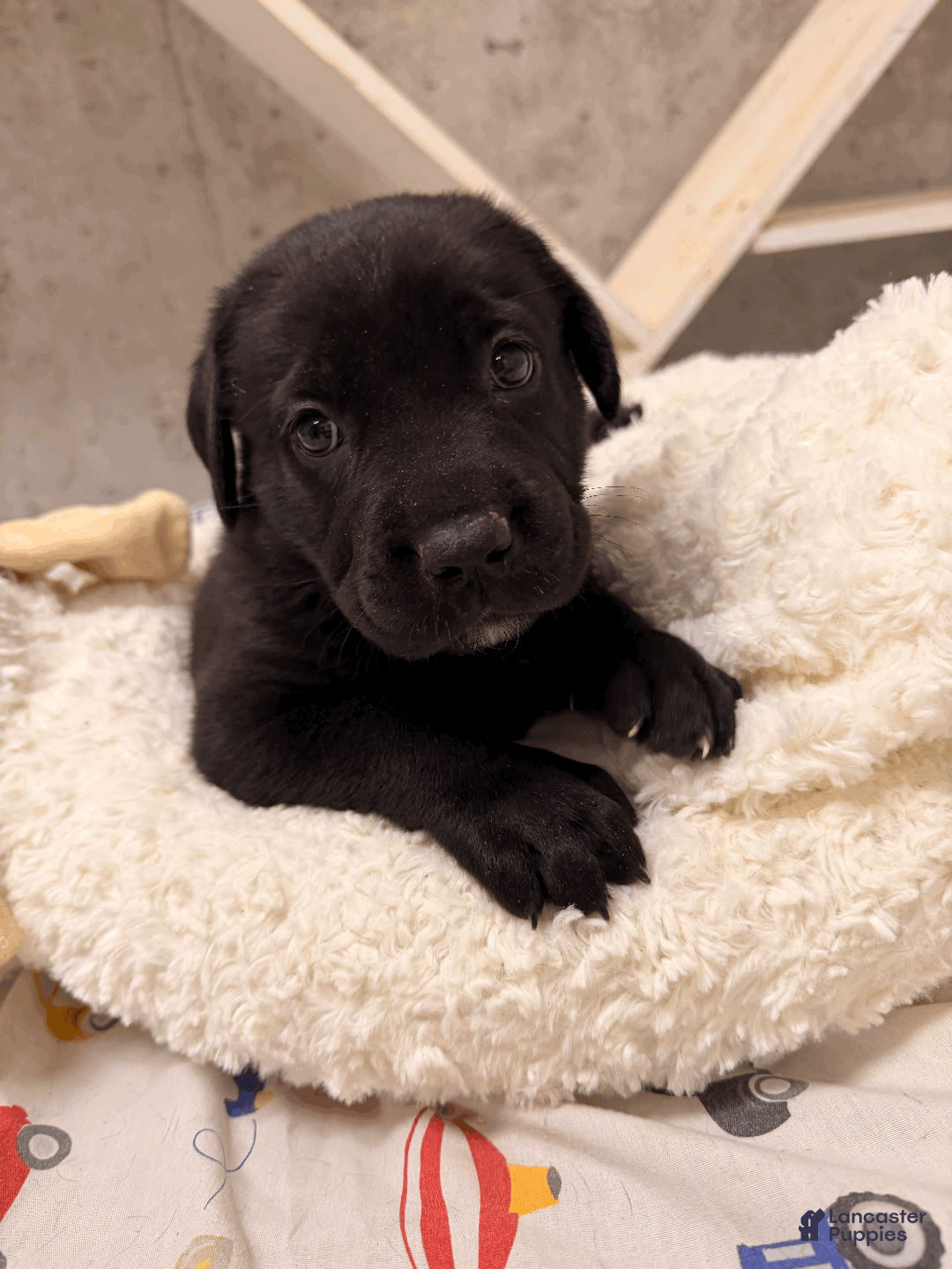 Cane Corso dogs for sale: Cane Corso Puppy 2 - Ad 2