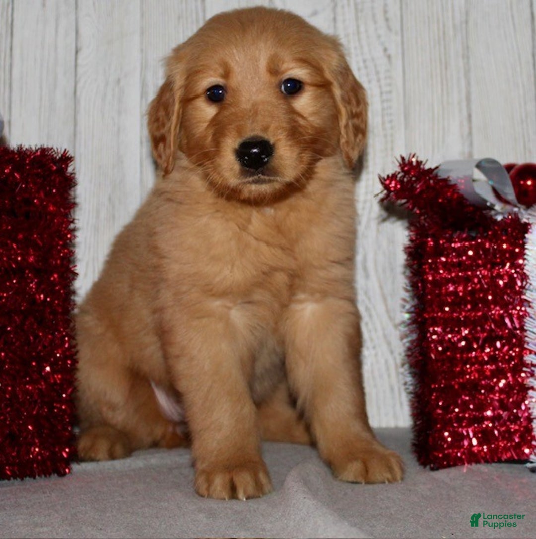 Golden Retriever dogs for sale: Pippa - Ad 4
