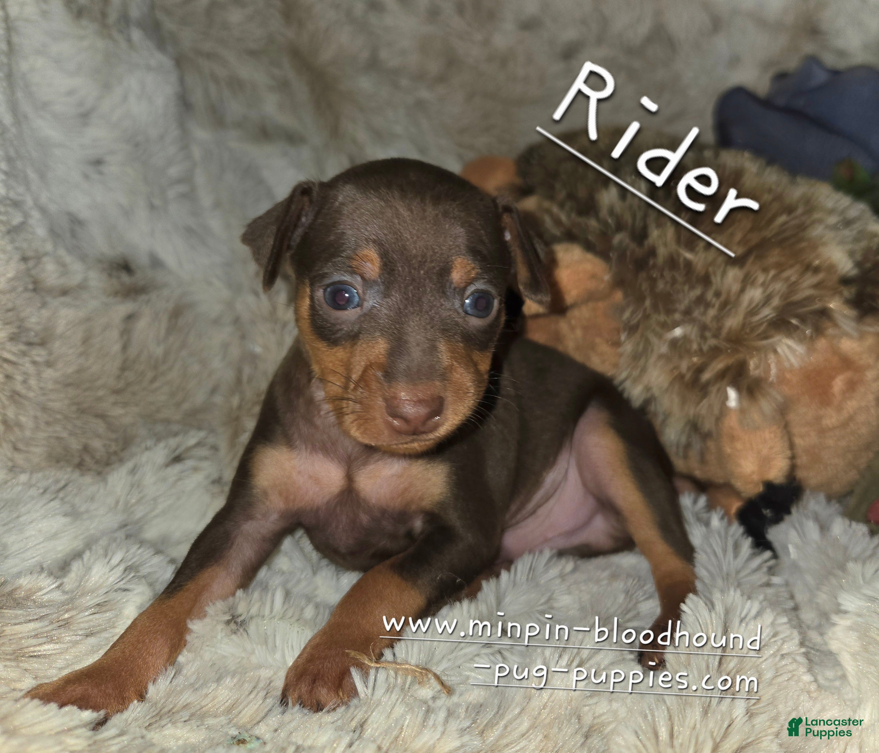 Miniature Pinscher dogs AKC Rider - Ad 4
