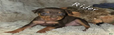 AKC Rider