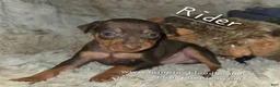 Miniature Pinscher dogs for sale: AKC Rider - Ad 1
