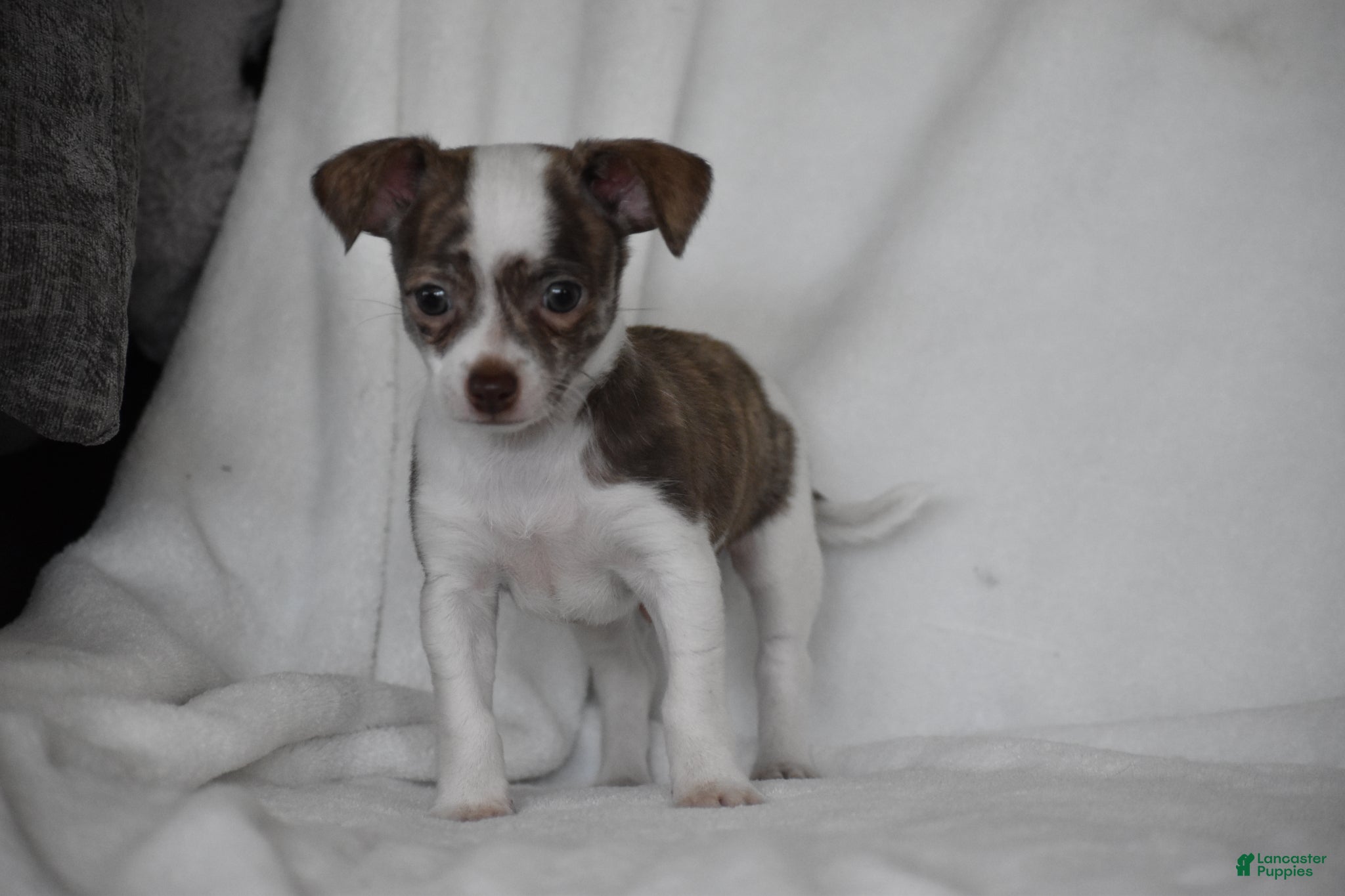 Chihuahua dogs Rocky - Ad 1