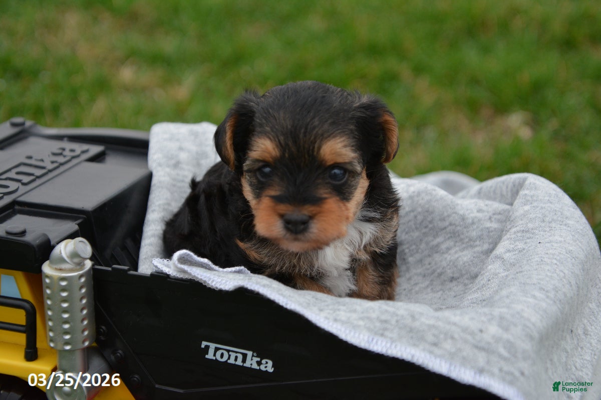 Yorkiepoo dogs Tommy - Ad 2