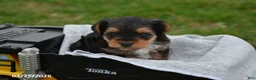 Yorkiepoo dogs for sale: Tommy - Ad 2