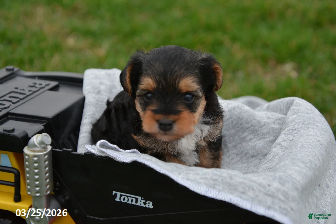Yorkiepoo dogs for sale: Tommy - Ad 2