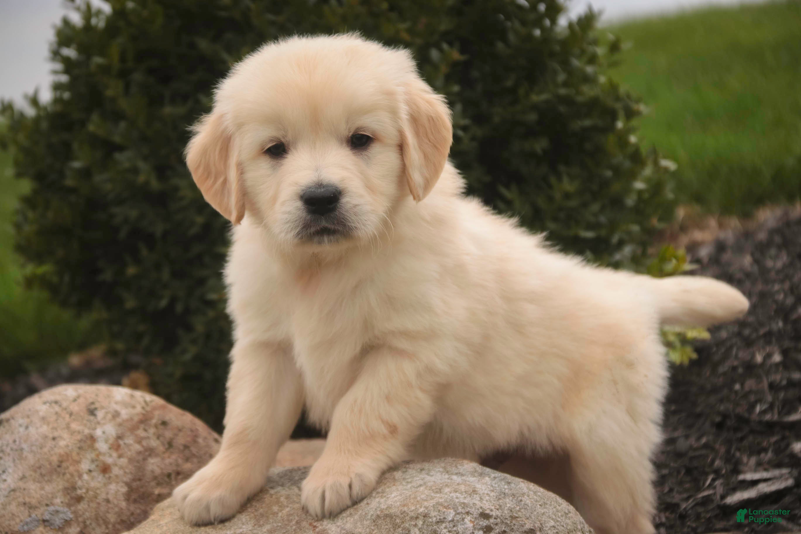 Golden Retriever dogs Flint - Ad 33