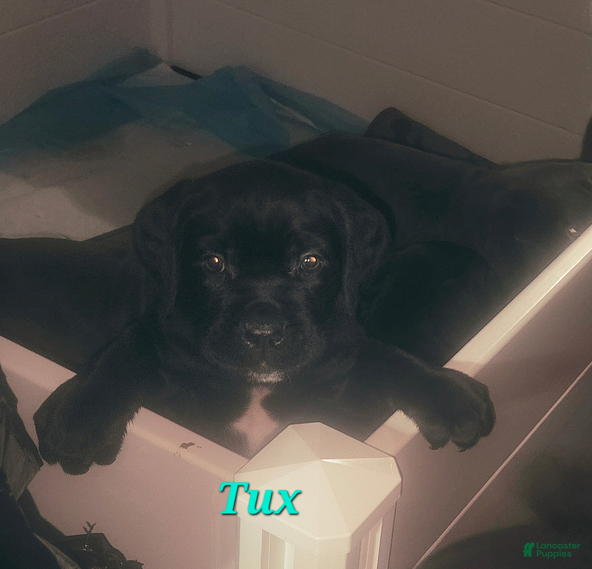 Cane Corso dogs Tux - Ad 2