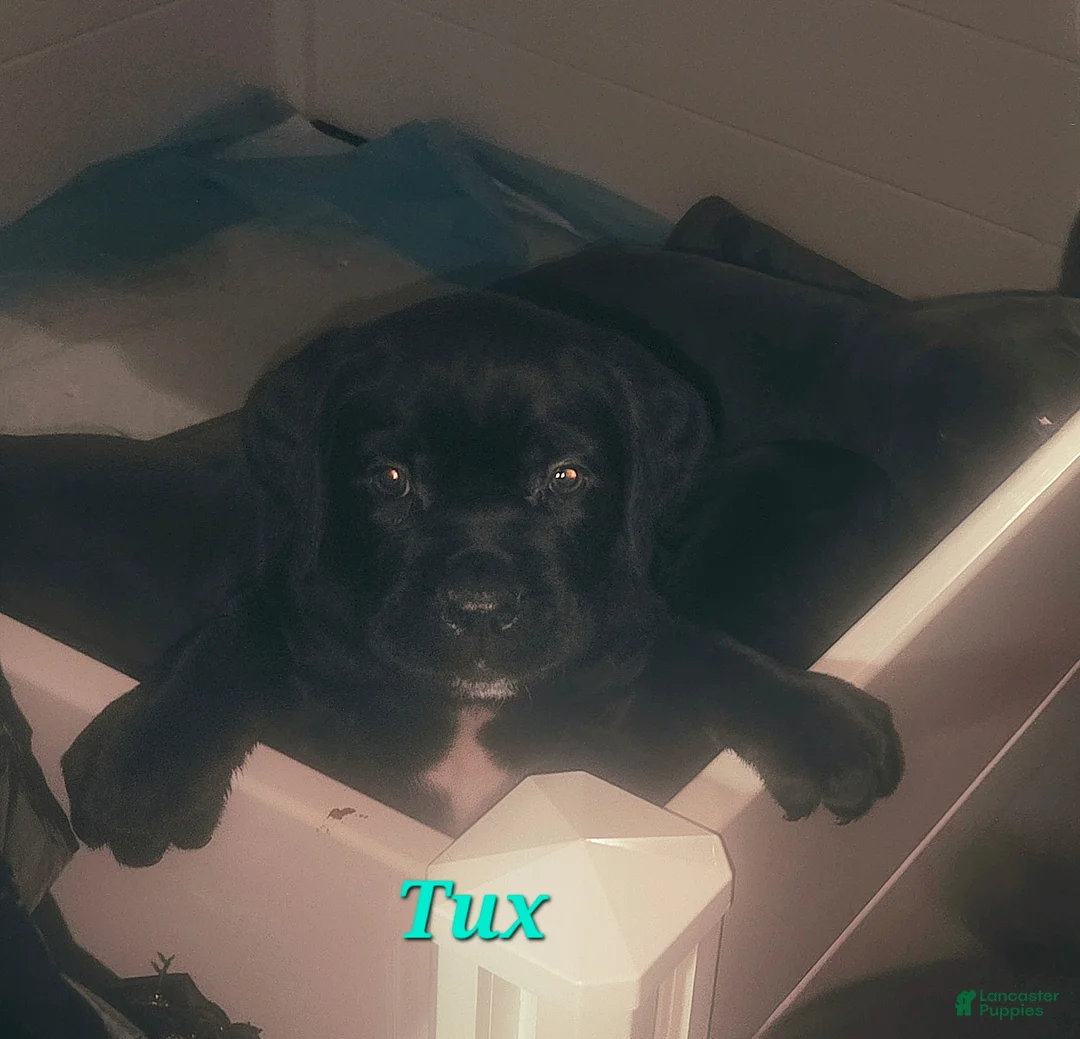 Cane Corso dogs for sale: Tux - Ad 2