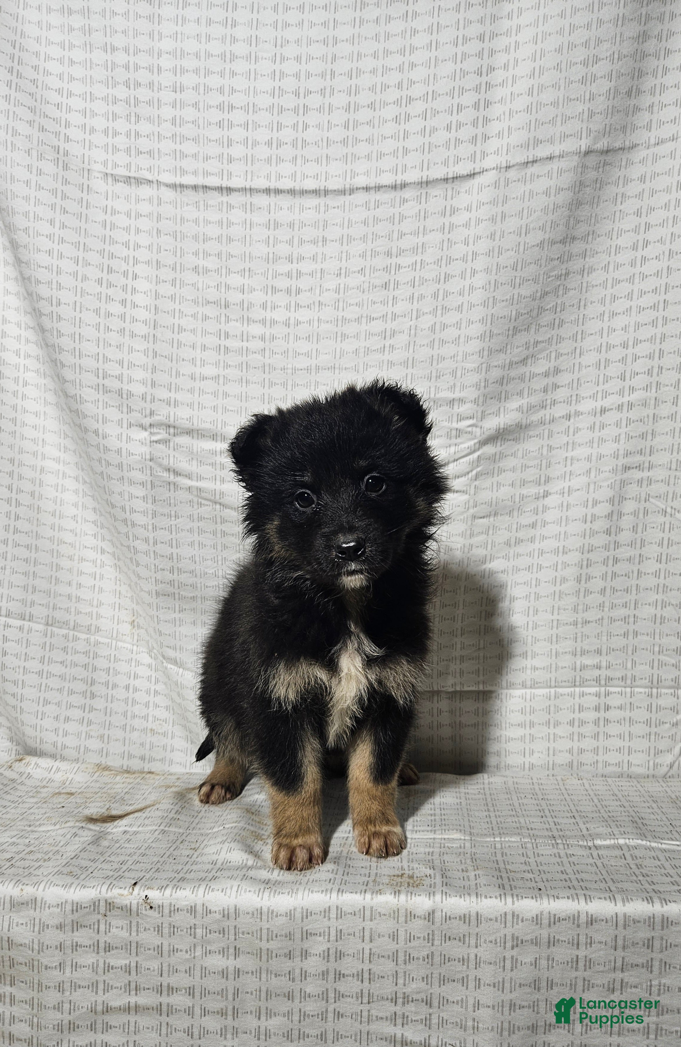 Mixed Breed dogs  Claire  - Ad 23