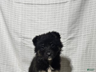 Mixed Breed dogs Claire - Ad 18