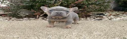 French Bulldog dogs for sale: Ruby - Ad 3
