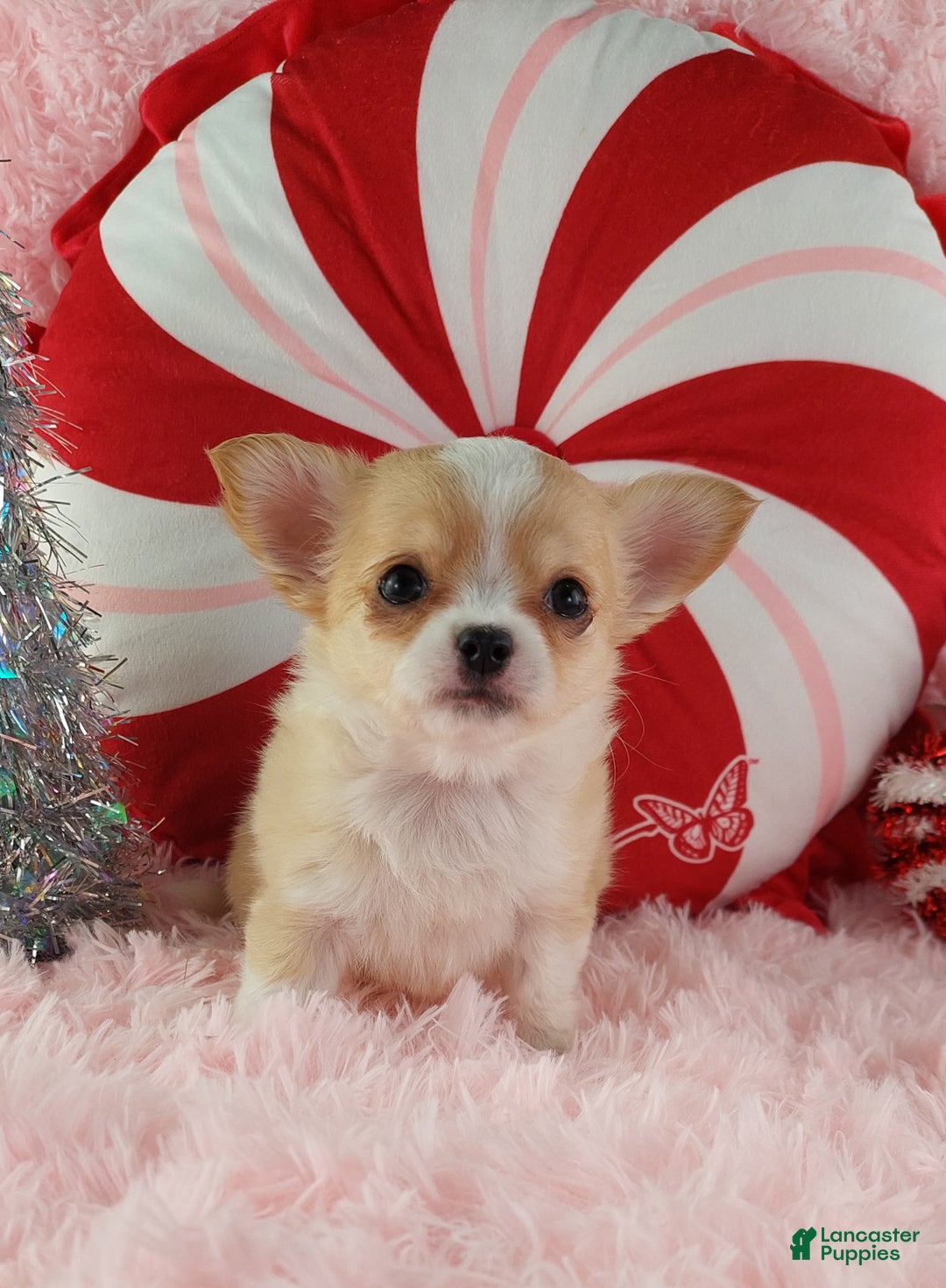 Chihuahua dogs for sale: Milly - Ad 12