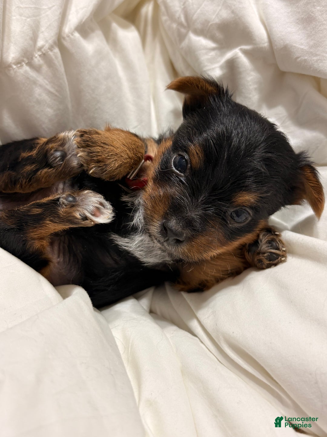 Yorkshire Terrier dogs for sale: Peewee - Ad 2