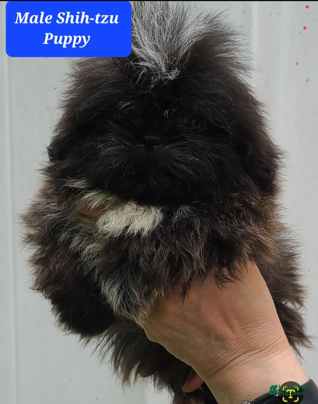Shih Tzu dogs for sale: Tiny Black Brindle Male - Ad 2