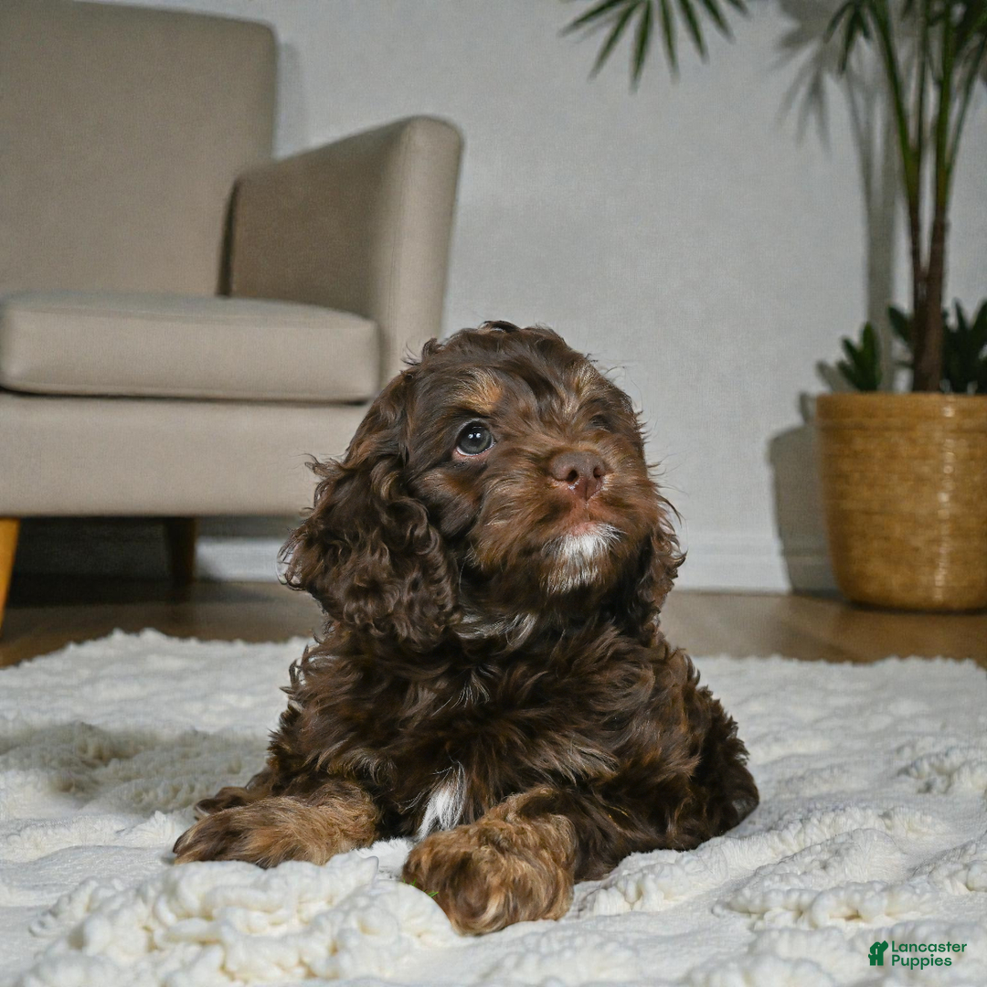 Cockapoo dogs for sale: Cooper - Ad 6