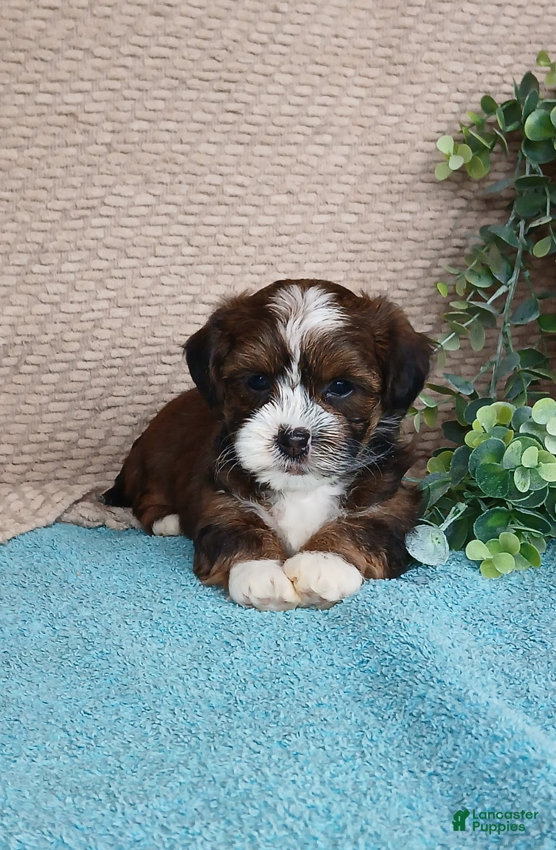 Havanese dogs for sale: Pearl  - Ad 6