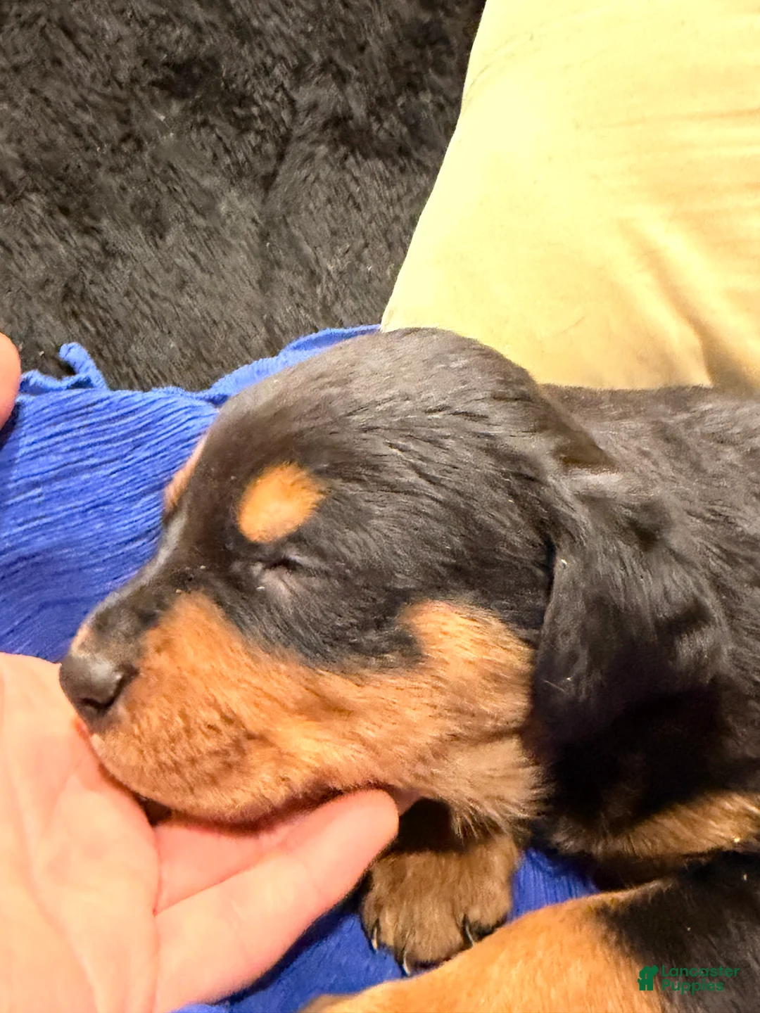 Rottweiler dogs for sale: Rottweiler Puppy 1 - Ad 33
